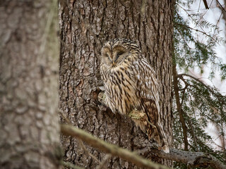 Puszczyk uralski, sowa uralska, Strix uralensis, Ural owl