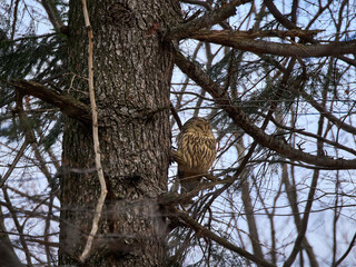 Puszczyk uralski, sowa uralska, Strix uralensis, Ural owl © filozofgrecki
