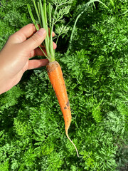 Freshly Harvested Carrot Held in Hand
