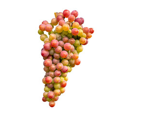 Bunch of ripe, dual-colored, round fruit