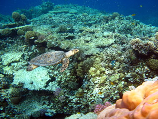 Obraz premium Hawksbill sea turtle (CR species) Hawksbill Turtle - Eretmochelys imbricata.