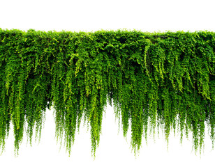 Lush green cascading foliage