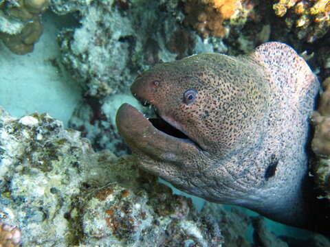 The Giant Moray Eel is the largest & most common of the Moray Eels in the Indo-Pacific region. at night.
