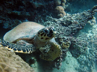 Obraz premium Hawksbill sea turtle (CR species) Hawksbill Turtle - Eretmochelys imbricata. 