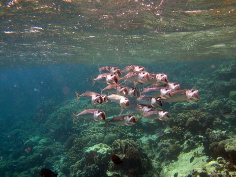 Fish are a type of bony fish Osteichthyes. Mackerel (Scombridae). South Asian mackerel.
Indian Mackerel&nbsp;.