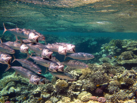Fish are a type of bony fish Osteichthyes. Mackerel (Scombridae). South Asian mackerel.
Indian Mackerel&nbsp;.