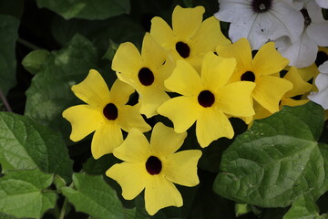 cluster, six yellow blossoms, five square petals, dark brown (dark-brown) centers (close-up)