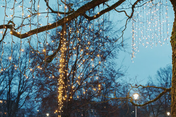 LED fairy light curtains hanging from tree branch at blue hour