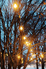 String lights hanging in bare tree branches during winter twilight