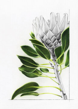 Royal Protea (Protea Cynaroides) Flower with Leaves Botanical Pencil Sketch Detail on White Paper Background, Prometheus Flower, King protea, Silverberry, Imperial Protea from South Africa