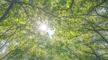 Obraz premium Sunlight shining through the dense canopy of fruit trees