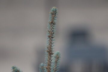 blue spruce tree new growth, buds of pines cones (macro, close-up)