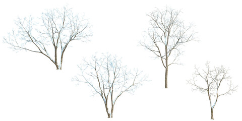 Acer,Alnus Snow tree isolated on white background