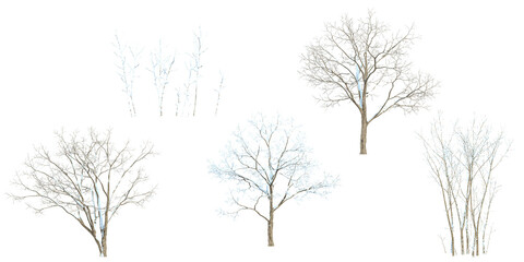 Acer Snow tree  isolated on white background