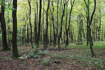 A bright forest landscape where tree trunks form a dense vertical texture. The upper canopy has a bright light-green or yellow-green hue, suggesting early autumn or late summer.