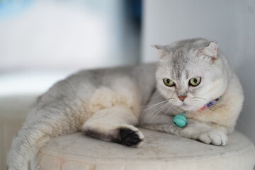 Obraz premium Cat with Green Eyes Relaxing on a Soft Surface, Quiet Indoor Setting, Soft Focus, Calm Atmosphere, Cute Feline Companion, Adorable Pet Portrait, Serene Moment