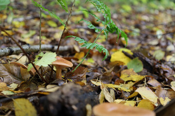 A close-up of the forest floor, predominantly covered with yellow and brown fallen leaves. In the center of the composition, a small mushroom with a reddish-brown cap grows alongside a green fern fron