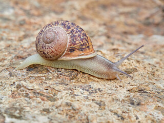 Cornu aspersum, the common garden snail.
