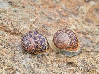 Cornu aspersum, the common garden snail.
