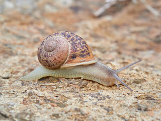 Cornu aspersum, the common garden snail.
