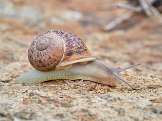 Cornu aspersum, the common garden snail.