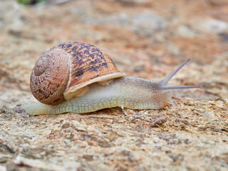 Cornu aspersum, the common garden snail.