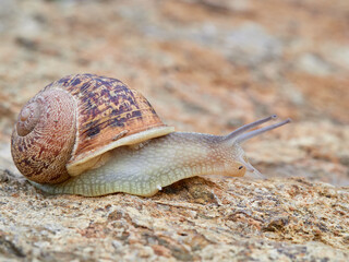 Cornu aspersum, the common garden snail.