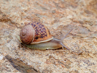 Cornu aspersum, the common garden snail.