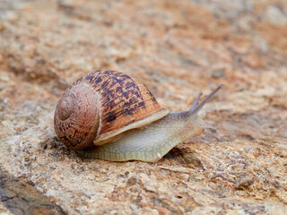 Cornu aspersum, the common garden snail.