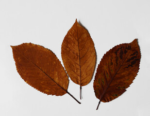 3 Three dried autumn leaves isolated on white background. Top view of three dry autumnal seasonal leaves on white backdrop Fall season