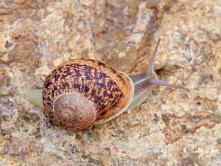 Cornu aspersum, the common garden snail.