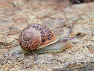 Cornu aspersum, the common garden snail.