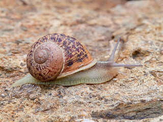 Cornu aspersum, the common garden snail.
