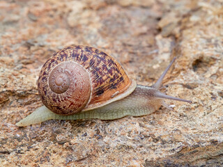 Cornu aspersum, the common garden snail.