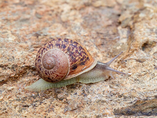 Cornu aspersum, the common garden snail.