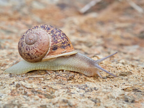 Cornu aspersum, the common garden snail.