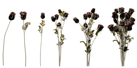 Collection of Rosa plants on transparent background