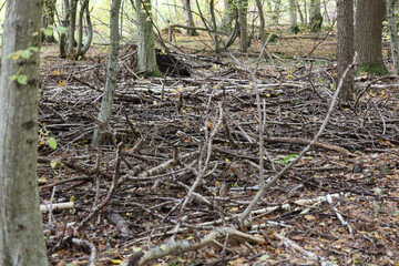 Obraz premium A forest landscape where the foreground is completely covered with a dense pile of downed branches, brushwood, and dry leaves among tree trunks.