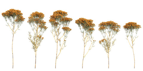 Collection of Verticordia plants on transparent background