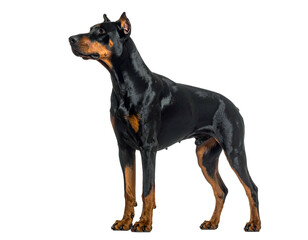 Obraz premium Sleek black and tan canine, muscular build, alert pose