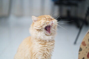 Fluffy Orange Cat Yawning with Open Mouth Displaying Its Fangs Indoor in a Bright and Cozy Living...