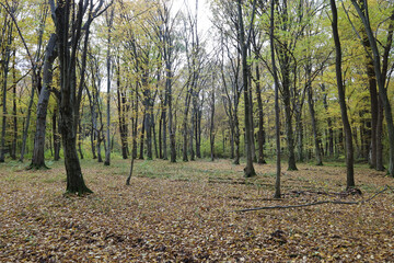 Fototapeta premium An autumn deciduous forest where tree trunks reach upwards and the ground is completely covered in dry yellow-brown fallen leaves. Some yellowed foliage still remains on the branches, creating an atmo