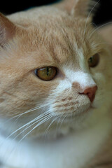 Portrait of cute street cats