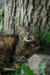 Portrait of cute street cats