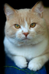 Portrait of cute street cats