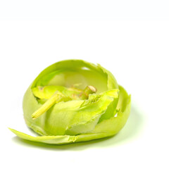 Kohlrabischale zum kompostieren vor wei&szlig;em Hintergrund