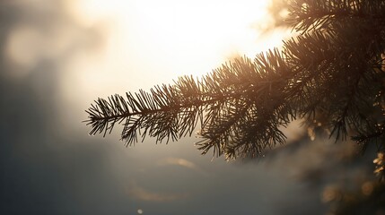 Pine Branch Backlit by Sunlight