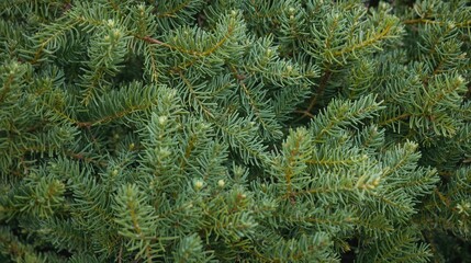 Green Conifer Foliage Texture