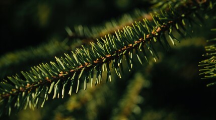 Evergreen Branch in Dark Forest Light