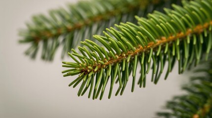Fir Tree Branch Close Up Natural Detail